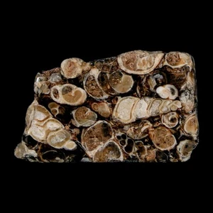 1.9" Polished Cut Slab Of Fossil Turritella Shells Eocene Age Wyoming Gastropod - Picture 1 of 7