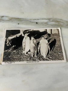 RARE THE ROSE SERIES "PENQUINS NEAR THE COAST" NEWHAVEN - Picture 1 of 2