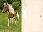 447474,Tiere Pferde Ponys Fohlen