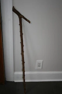 Antique Knotty Knobby Thorn Root Wood Cane 39" Long - Picture 1 of 6