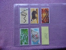 BROOKE BOND - INCREDIBLE CREATURES ( THICK STICKERS ) x 5 CARDS  #6 29 26 25 31