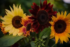 Pack of 40 seeds - Helianthus annuus Distinto Mixture. A vibrant mix of pattern - Picture 1 of 4
