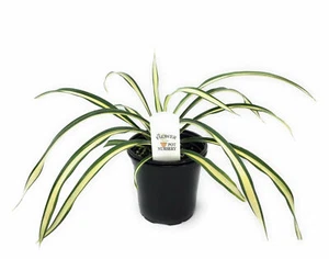 FlowerPotNursery Variegated Yellow Yucca Yucca filamentosa Color Guard 4" Pot - Picture 1 of 4