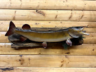 Huge Real Skin Mount Musky Northern Pike Walleye Muskey Fish Taxidermy Fm9
