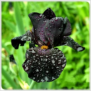 Bulbo Di Iris, Iris Barbuto,Bulbi Da Fiore Iris,Fiore Di Iris,Perenne, Bellissim - Foto 1 di 12
