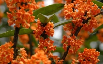 Osmanthus Fragrans Orange 5 Seeds, Fragrant Sweet Olive Tree Shrub, Cold Hardy - Image 1 of 4