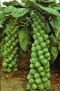 BRUSSEL SPROUT SEED, CATSKILL, HEIRLOOM,  NON GMO, 100 SEEDS, SPROUTS - Picture 1 of 1