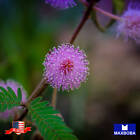 Sensitive Plant Mimosa Seeds Shy Flower Non-gmo Fresh Garden