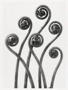 12676.Poster print.Room Wall design.1928 Blossfeldt plant macro art photography - Picture 1 of 1