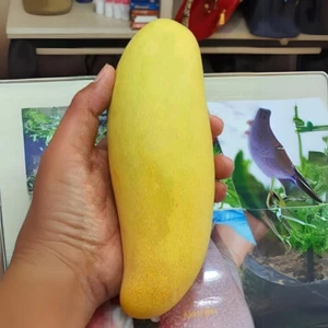 Mango híbrido BeauFlora (plátano tailandés, injerto) exótico 1 planta de raíz desnuda - Imagen 1 de 1