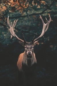 Wandbild HIRSCH ca.78x118 cm – Leinwandbild Keilrahmen Deko modern - Bild 1 von 3