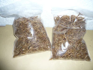 1400 ml MEHLWÜRMER Fischfutter , Futter für Reptilien,Vögel , Nager  (6,78€/L) - Bild 1 von 1