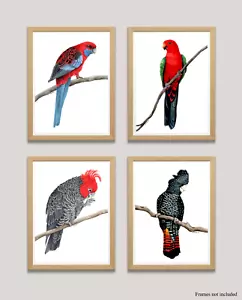 Australian Bird Print Set - Rosella, King Parrot, Gang Gang, Black Cockatoo - Picture 1 of 5