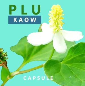 148 Vetgetable Capsule 500 mg. Houttuynia cordata Thunb Capsules Plu Kaow 100% - Picture 1 of 7