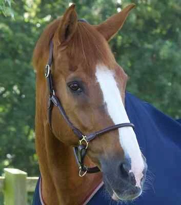 Premier Equine Hennaroso gerolltes anatomisches Leder Kopfhalsband BRAUN - COB oder VOLL