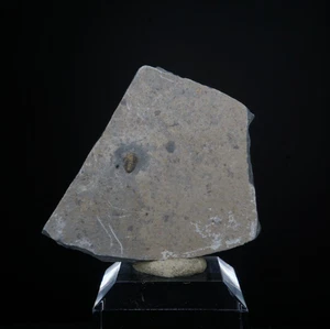 Trilobite / Brachyaspidion Microps / House Range, Utah / Cambrian Fossil Specime - Picture 1 of 2