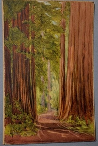 Elizabeth Hoen - Pintura acuarela - Secuoyas de California - 1907 - Imagen 1 de 3