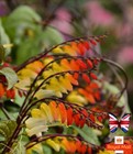 MINA LOBATA 25 SEEDS IPOMOEA EXOTIC CLIMBING SPANISH FLAG FIRECRACKER VINE