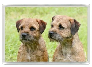 BORDER TERRIER SCHÖNER HUNDEKUNSTDRUCK NEUHEIT KÜHLSCHRANKMAGNET TOLLES GESCHENK - Bild 1 von 1