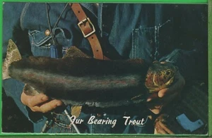 Vintage Humor Comic Fishing Exaggeration Postcard Rare Fur Bearing Fish  - Picture 1 of 4