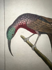 1771 Buffon Hand Colored Birds Engraving Very Rare Hummingbird