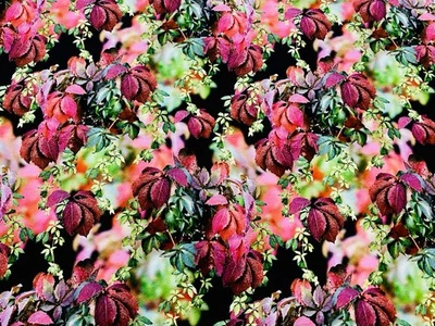 French Terry, Sweatstoff, Sweat Stoff 180 Cm Blumen, Damenstoff, Blätter, 3d - Bild 1 von 3