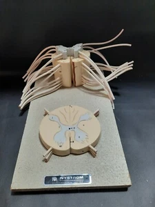 Vintage Nystrom Human Spinal Cord with Spinal Nerves Teaching Model Display - Picture 1 of 5
