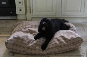 Designer Pet Cushion Rare Heavy Thick Fabric Exclusive 54" x 40" Memory Foam - Picture 1 of 2
