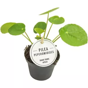 Pilea peperomioides plant with ROOT 5cm succuents crass Chinese lucky - Picture 1 of 1