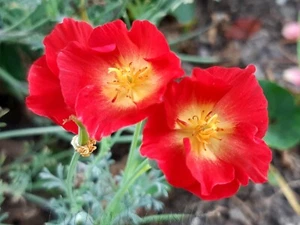 10 Samen Eschscholzia californica - Goldmohn - Schlafmützchen 2024 - Bild 1 von 2