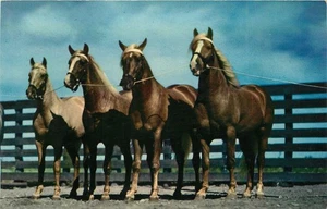 c1950s A String Of Thoroughbreds - Race Horses  • Vintage Postcard - Picture 1 of 2