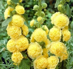 GF 919UZ gelbe Althea Rosea gefüllte Stockrose Zaden Garden Seeds Samen Stück 25 - Bild 1 von 1