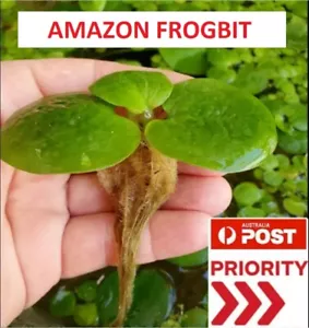 2 established & 15 young healthy Amazon Frogbit water plants Aquarium / Pond - Picture 1 of 7