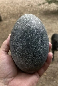 Emu Egg Shell Empty Blown - Picture 1 of 2