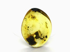 Amber Piece With Insect Inclusion Fossil Insects Natural Baltic Amber 5,1G 3442