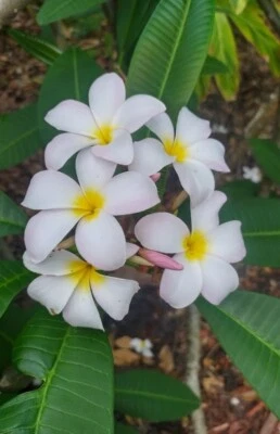Plumeria Cuttings 12" 3-Pack Exotic & Tropical White and Yellow - Ready to Root! - Image 1 of 4