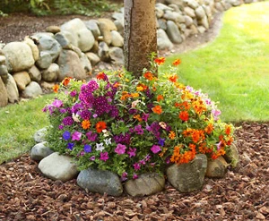 Sunny Tree Ring Flower Seed Mat Easy to Plant and Grow Sunny Flower Garden - Picture 1 of 5