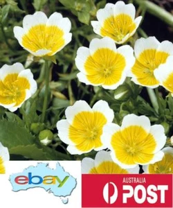 Poached Egg Flower Seeds – Limnanthes douglasii - Picture 1 of 4