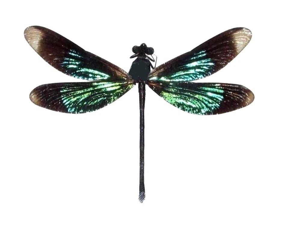Calopteryx virgo UNA LIBÉLULA VERDE NEGRA MONTADA DAMISELA EMPAQUETADA Indonesia Foto 1 de 1