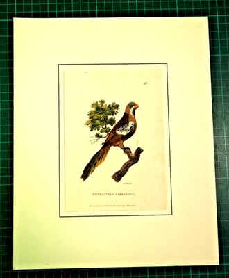 Pennantian Parrakeet - originaler altkolorierter engl.  Kupferstich von 1811 - Bild 1 von 4