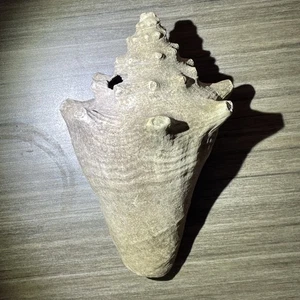 Large Queen Conch Seashell Natural 7” X 5” Slight Damage - Imagen 1 de 5