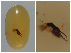 100 MILL. YEARS OLD BURMITE AMBER WITH INSECT (ABR11/23) - Picture 1 of 7
