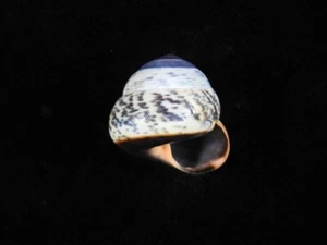 Caracol terrestre Asperitas trochus polymorpha 27,7 mm ID#8950 - Imagen 1 de 4
