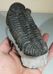 Trilobite fósil grande - Drotops Megalomanicus - Devónico - Marruecos - Imagen 1 de 8