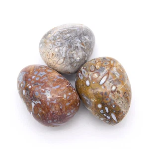 Fossilised Fern Root 3x Tumbled Stones 25x35mm - Picture 1 of 2