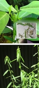 5 frische Stecklinge Tanzbaum - Bild 1 von 1