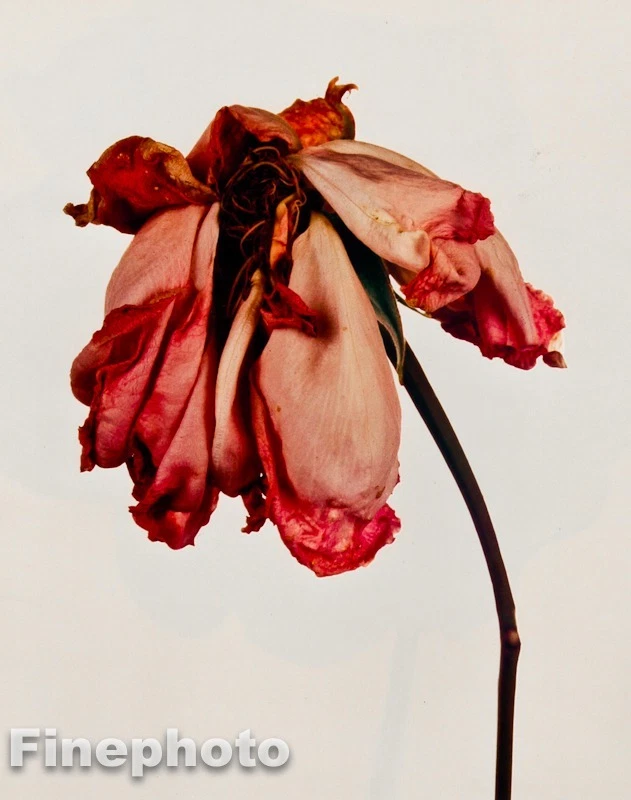 1980 年复古 IRVING PENN 植物玫瑰花 KROMEKOTE 精美照片雕刻 — 第 1/1 张图片