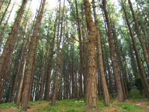 Pine Forest , by Ivan Shishkin - Picture 1 of 1