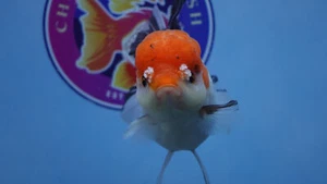 Chicken Face Rosetail Oranda Female Goldfish - Picture 1 of 11