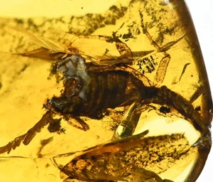 Rare Scorpion, Fossil insect inclusion in Burmese Amber - Picture 1 of 5